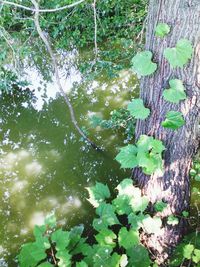 Trees growing in forest