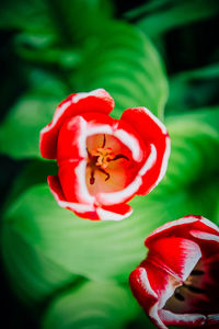 Close-up of red hibiscus blooming outdoors