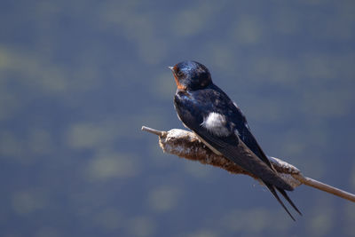 Close-up of bird perching