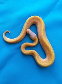 High angle view of snake on blue background