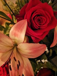 Close-up of red rose