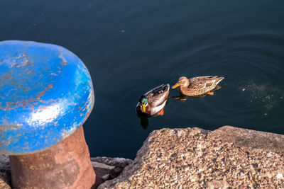 High angle view of ducks on rock