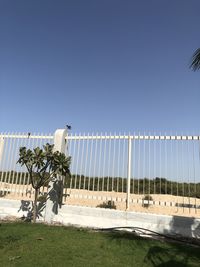 View of birds against clear blue sky