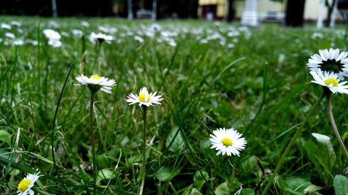 Close-up of daisy flowers blooming in field