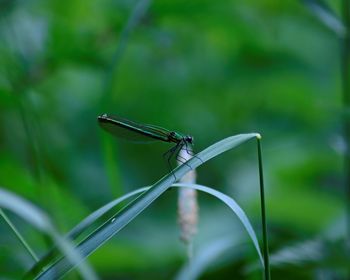 Close-up of damselfly on leaf