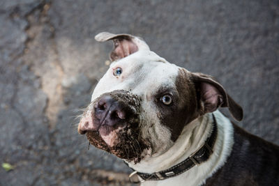 Close-up portrait of a dog looking up