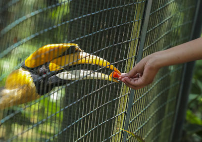 Close-up of a bird in cage