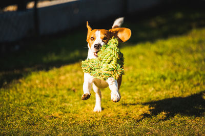 Portrait of dog running on field