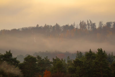 Trees in forest against sky during sunset