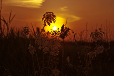 Close-up of flower growing on field against sky during sunset