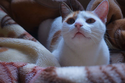 Close-up of a cat on bed