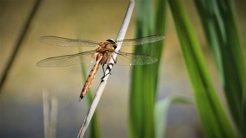 Close-up of dragonfly on plant