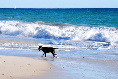 Dog on beach