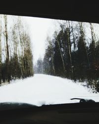 Trees in forest during winter