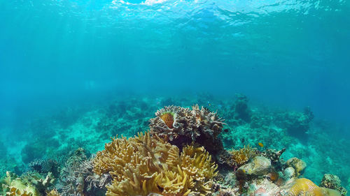 Close-up of coral in sea