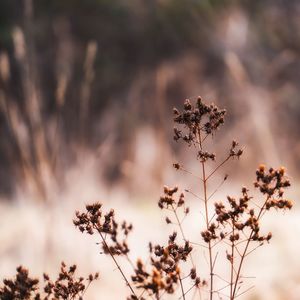 Close-up of wilted flowering plant against sky