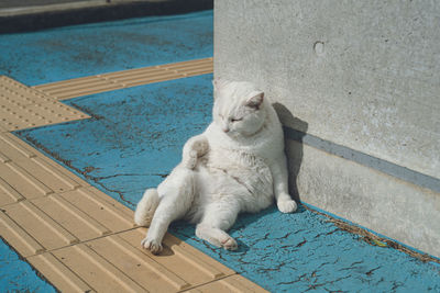 Stray cats at the ferry to ainoshima island, a cat island in fukuoka prefecture japan.