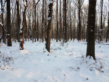 Trees on snow covered field during winter