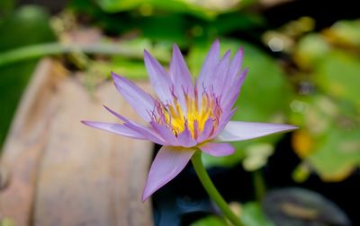 Close-up of purple water lily in pond