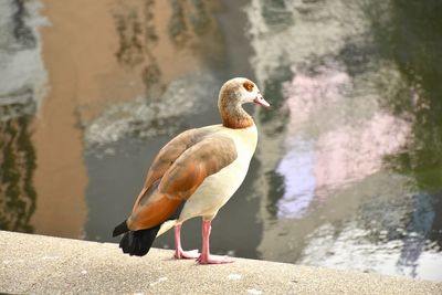Close-up of duck at lakeshore