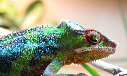 Close-up of a chameleon 