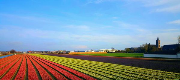 Panoramic view of flowers blooming on field against sky