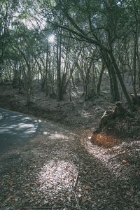 Trees growing in forest