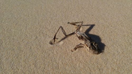 High angle view of dead animal on sand