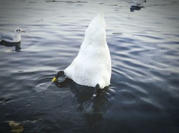 Swan swimming in lake