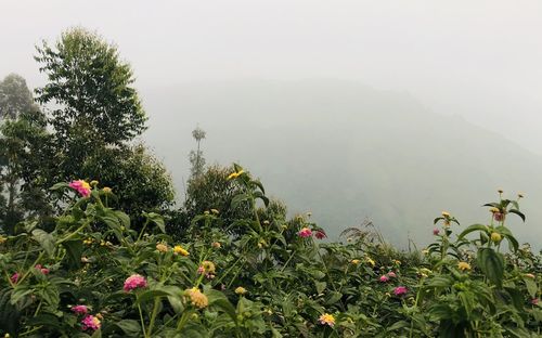 Scenic view of flowering plants and trees against sky