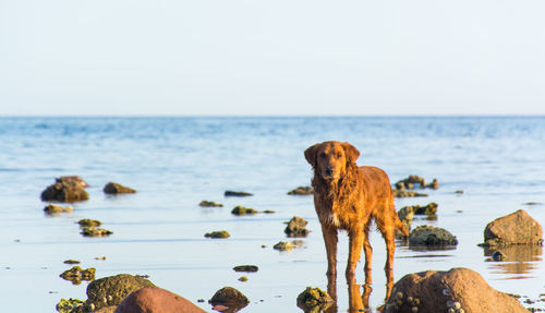 Dog on beach against sky