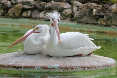 Close-up of swan on rock by lake