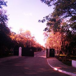 Empty road along trees