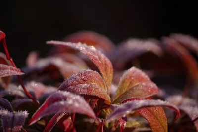 Close-up of wet leaves during autumn