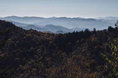 Scenic view of forest against sky at sunset