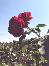 Close-up of red flowers blooming against sky
