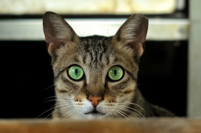 Close-up portrait of cat