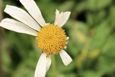 Close-up of yellow flower