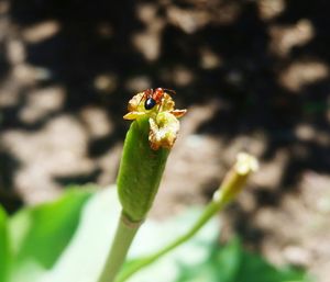 Close-up of insect on leaf