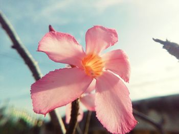 Close-up of pink flower blooming against sky