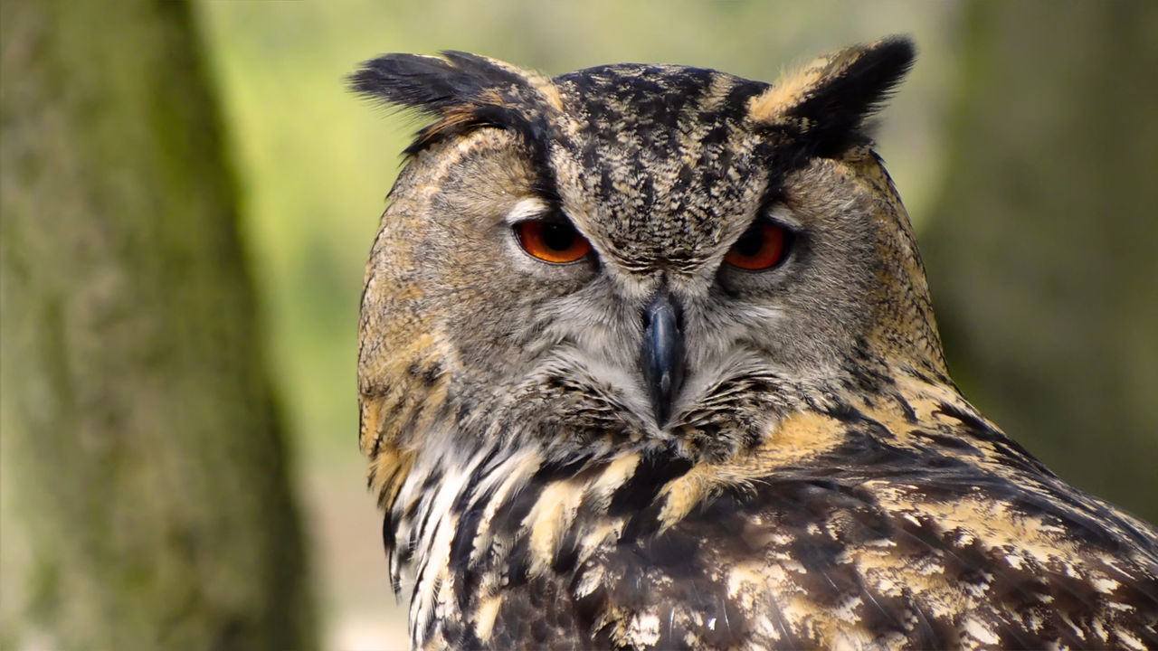 CLOSE-UP OF A OWL