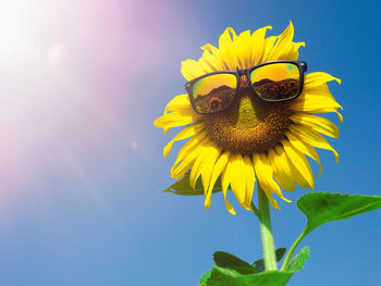 Close-up of yellow sunflower against sky