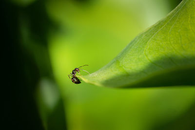 Close-up of insect on leaf