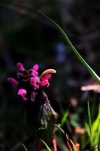 Close-up of wilted flowering plant on field