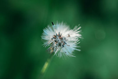 Close-up of dandelion flower