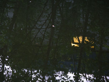 Silhouette trees by illuminated forest at night