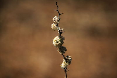 Close-up of wilted plant