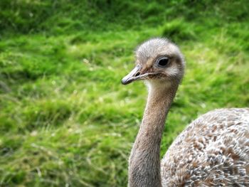 Close-up portrait of ostrich