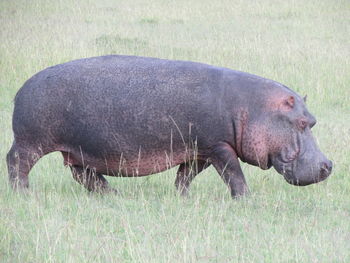 Horse grazing in a field