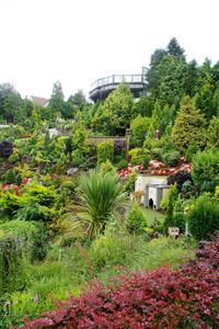 Trees and plants in garden